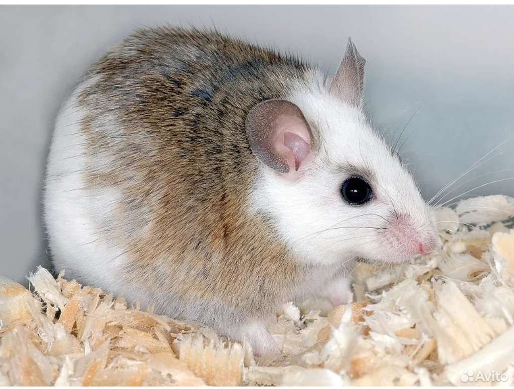 Многососковая Африканская крыса