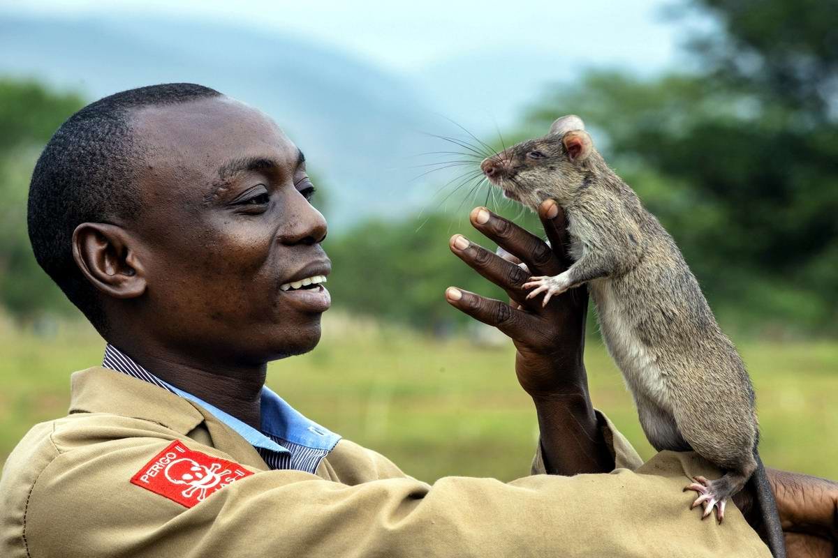 Гамбийская хомяковая крыса