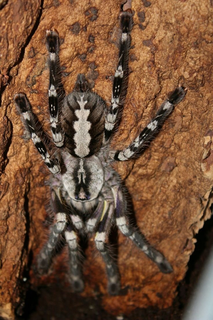 Poecilotheria Ornata l1