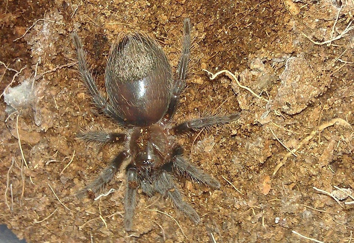 Брахипельма альбопилосум маленький