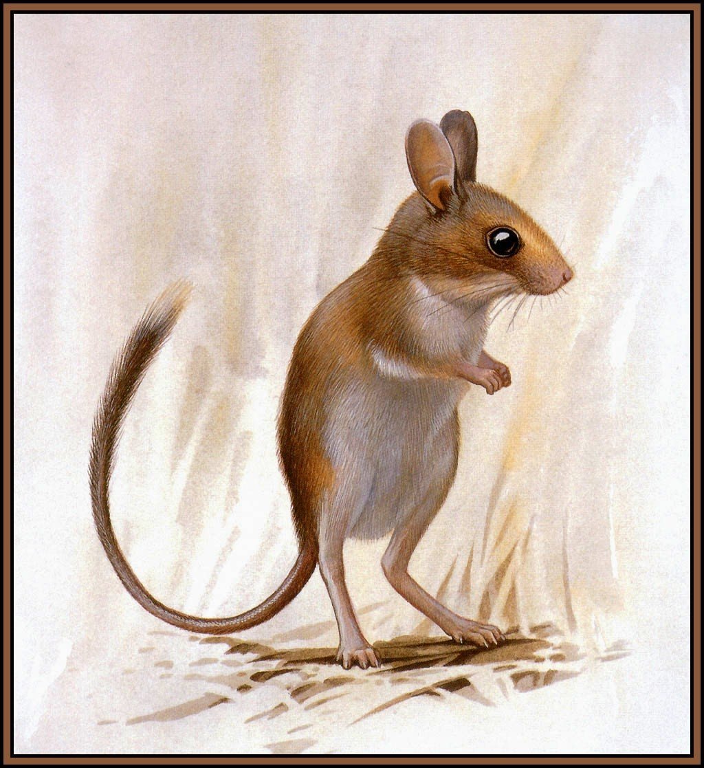 Мышь тушканчик