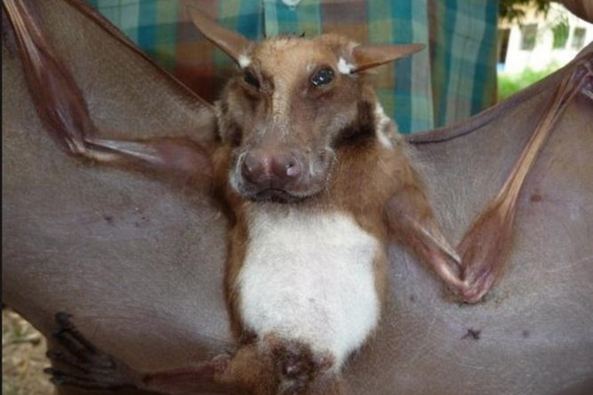 Крылан молотоглав