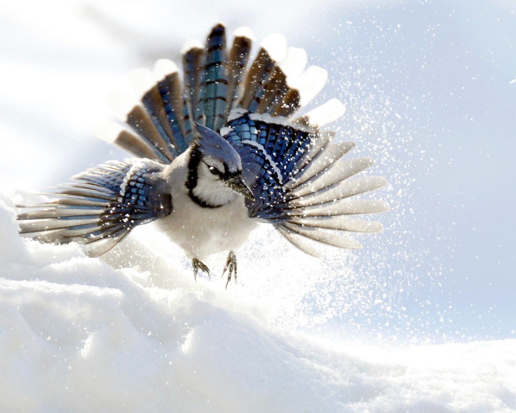 Зяблик в полете