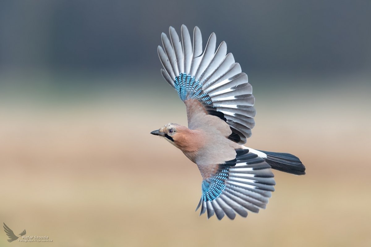 Сойка пересмешница птица