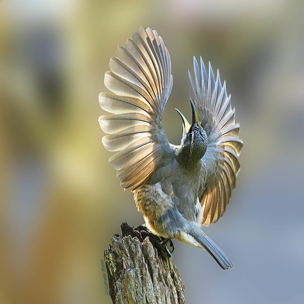 Водяная голубая птица