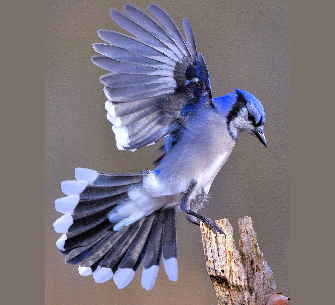 Птичка Сойка голубая