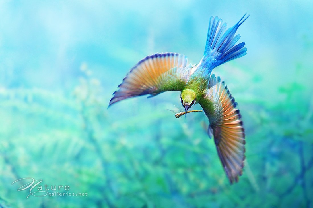 Голубокрылая Сойка