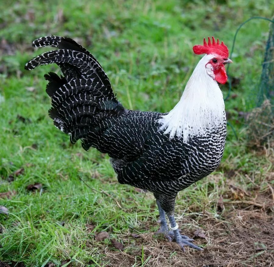 Петух Брекель серебристый