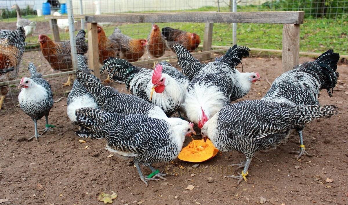 Брекель серебристый