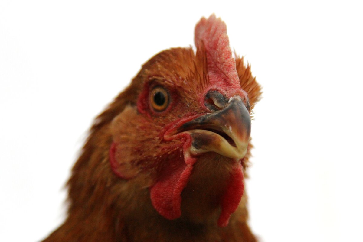 Голова петуха