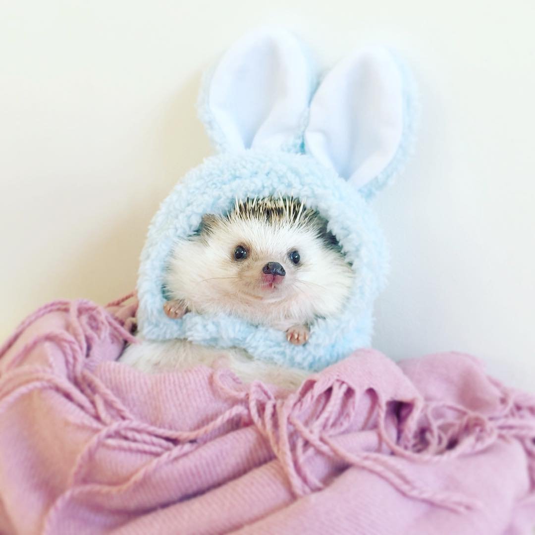 Самые милые животные