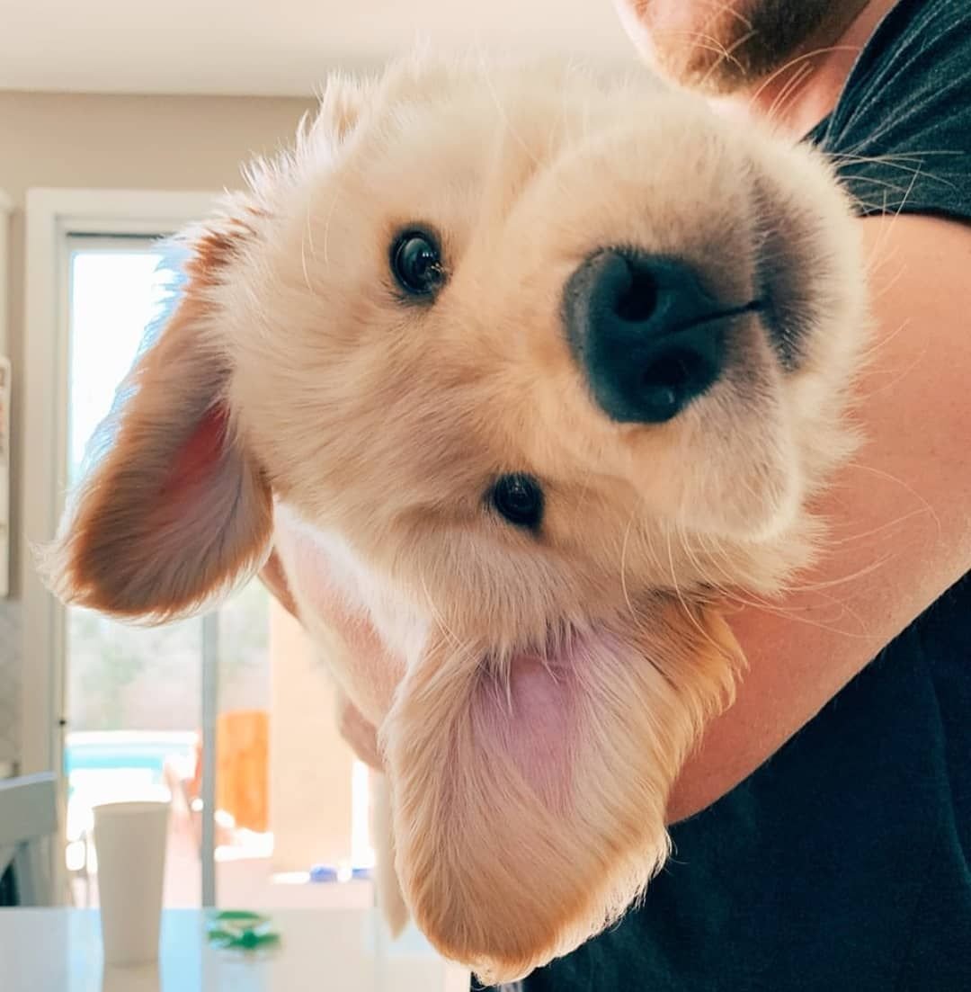 Самые милые животные