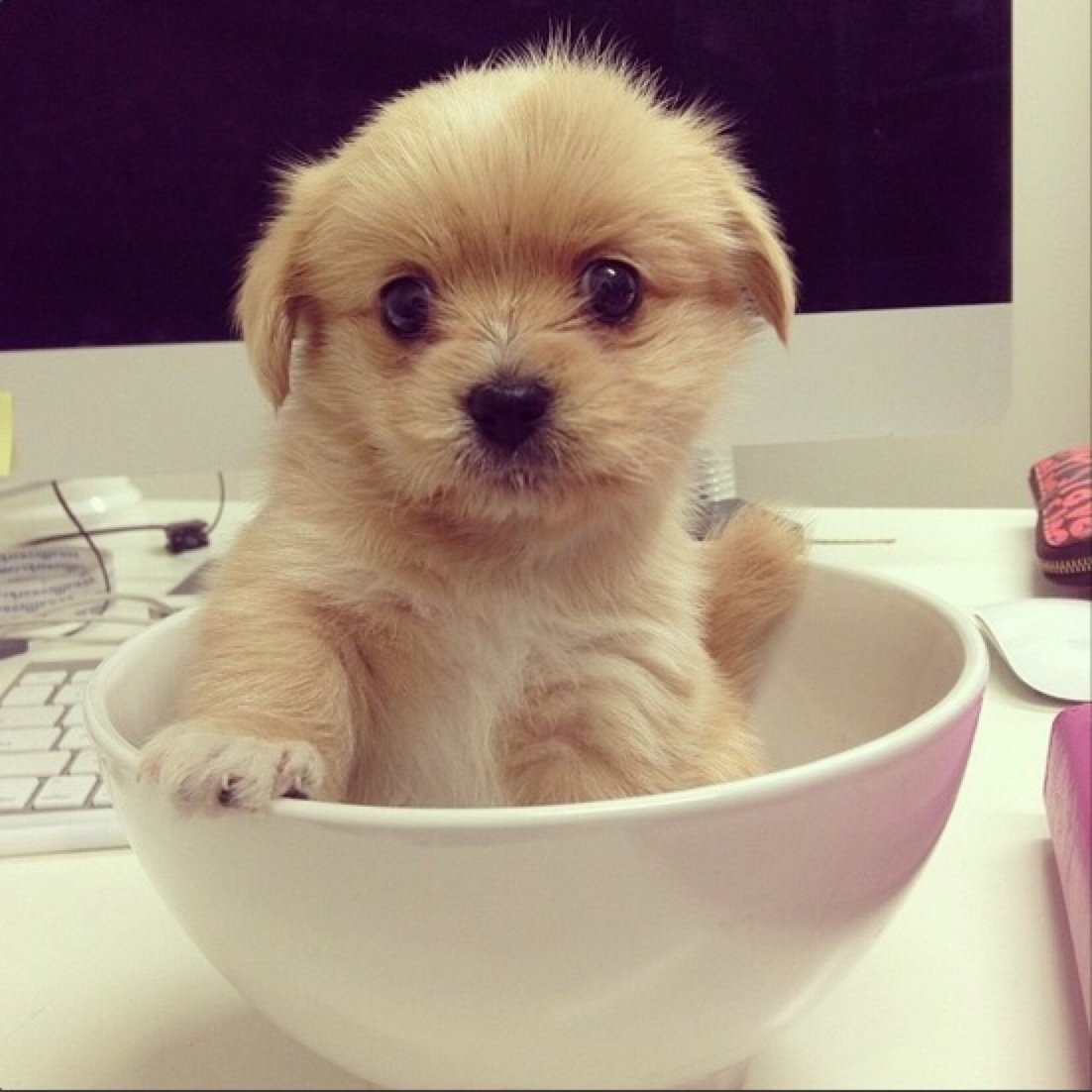 Няшные собаки