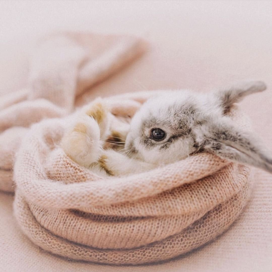 Доброе утро милые животные