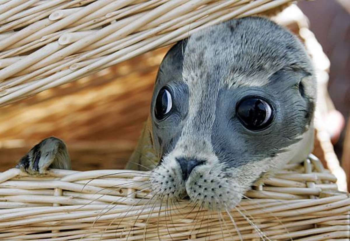 Самый милый зверек