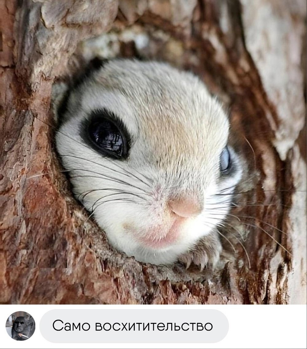 Обыкновенная летяга