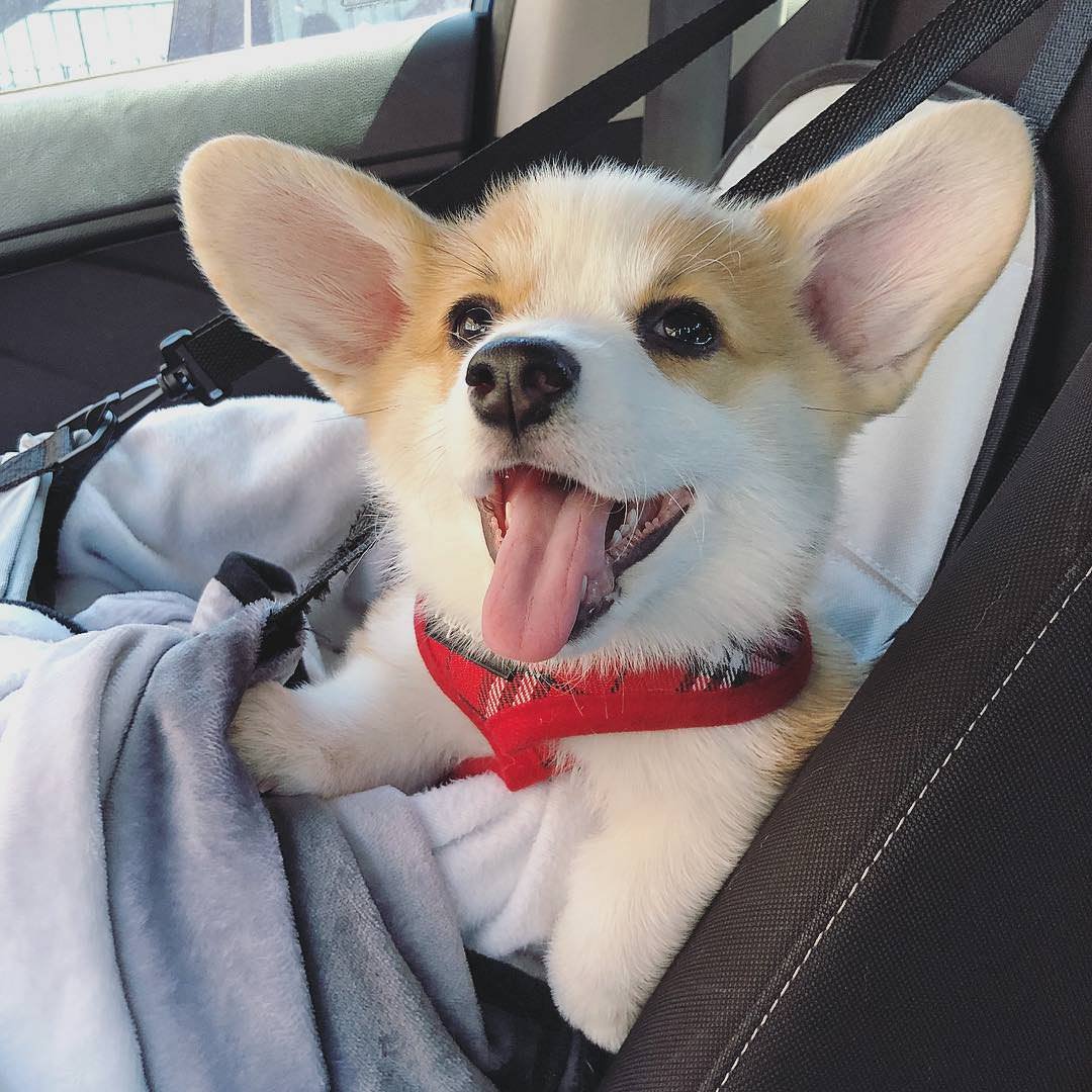 Корги и чихуахуа