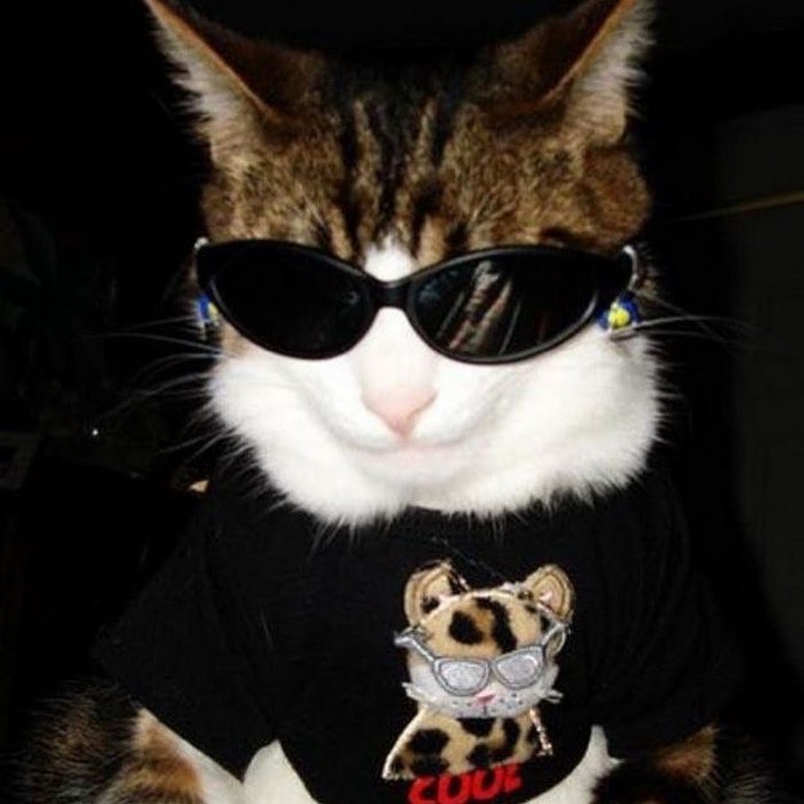 Котик в черных очках