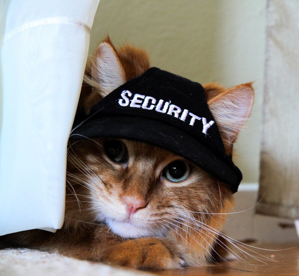 Кот в бейсболке