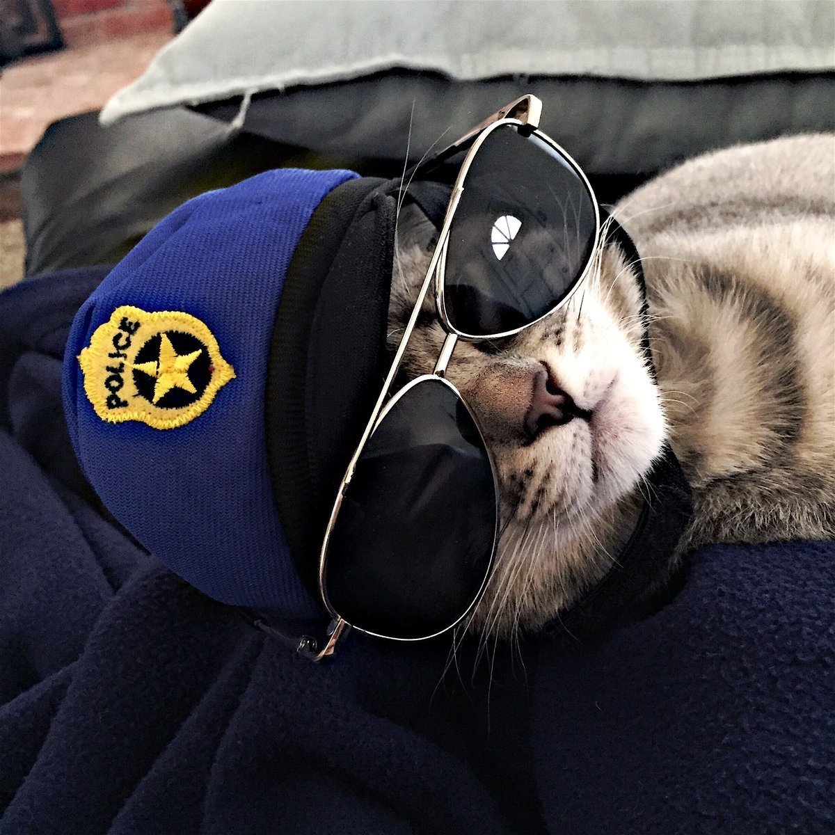 Кошка полицейский