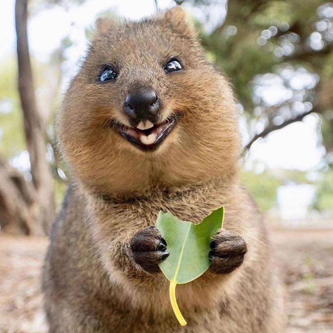 Карликовый кенгуру Квокка