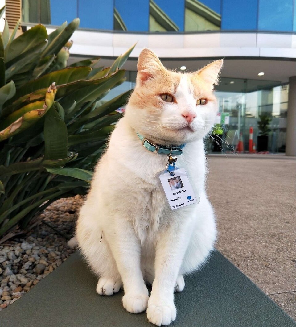 Кот охранник