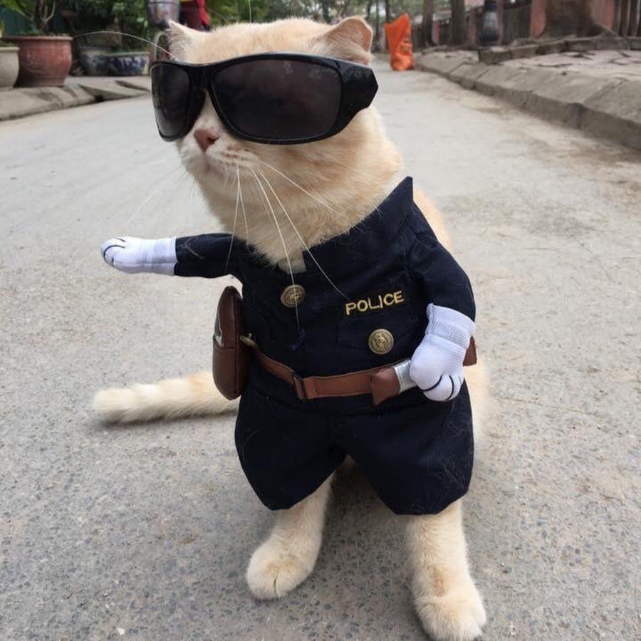 Кот полицейский