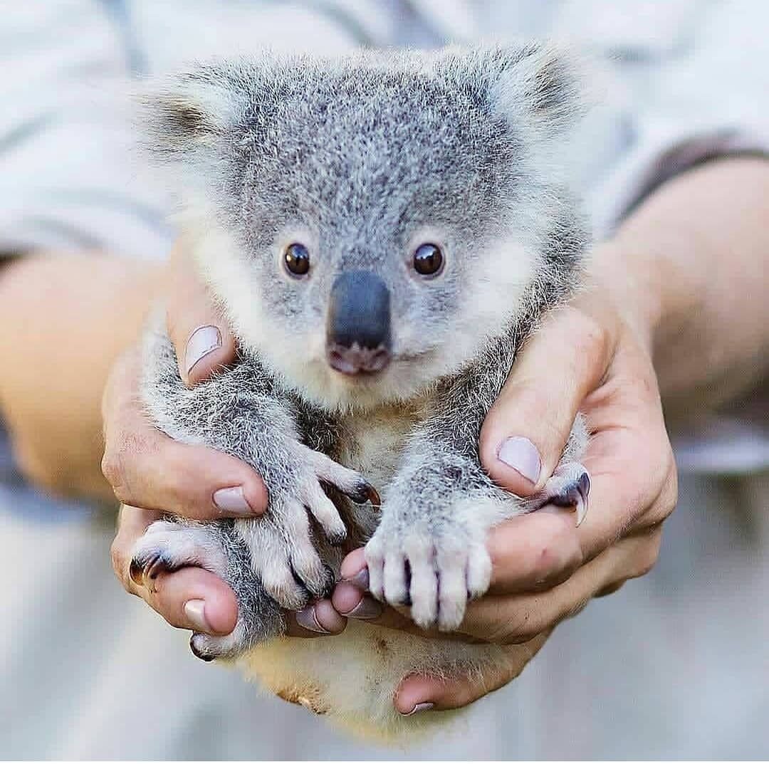 Квинслендский коала Koalemus