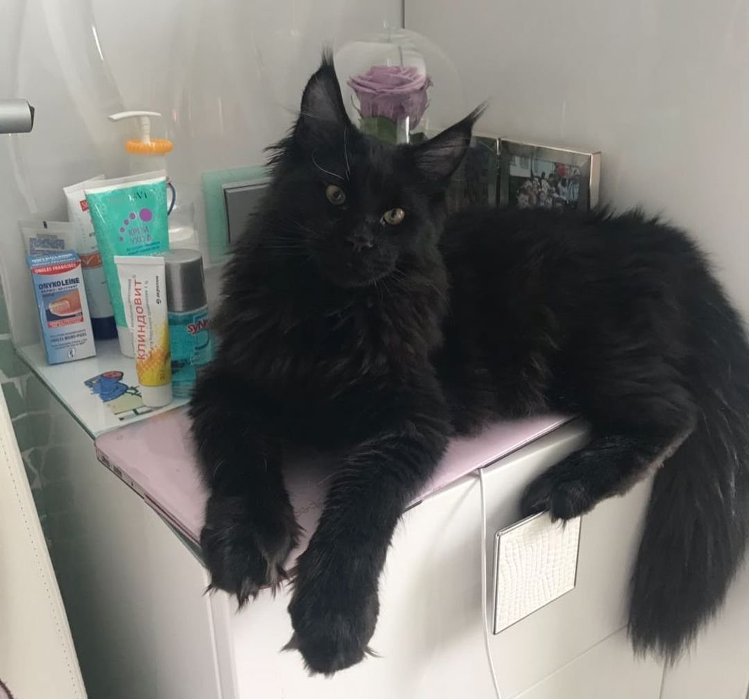 Библиотечные коты