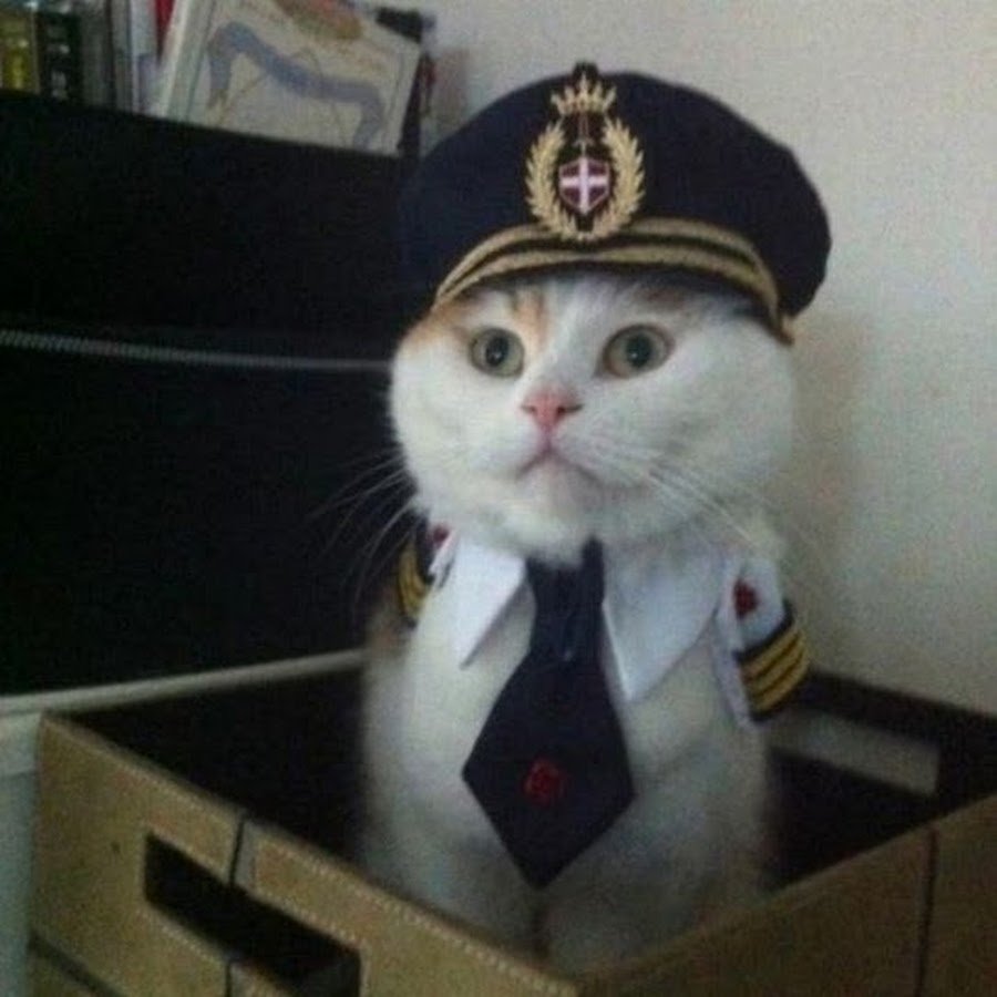 Кот отдает честь