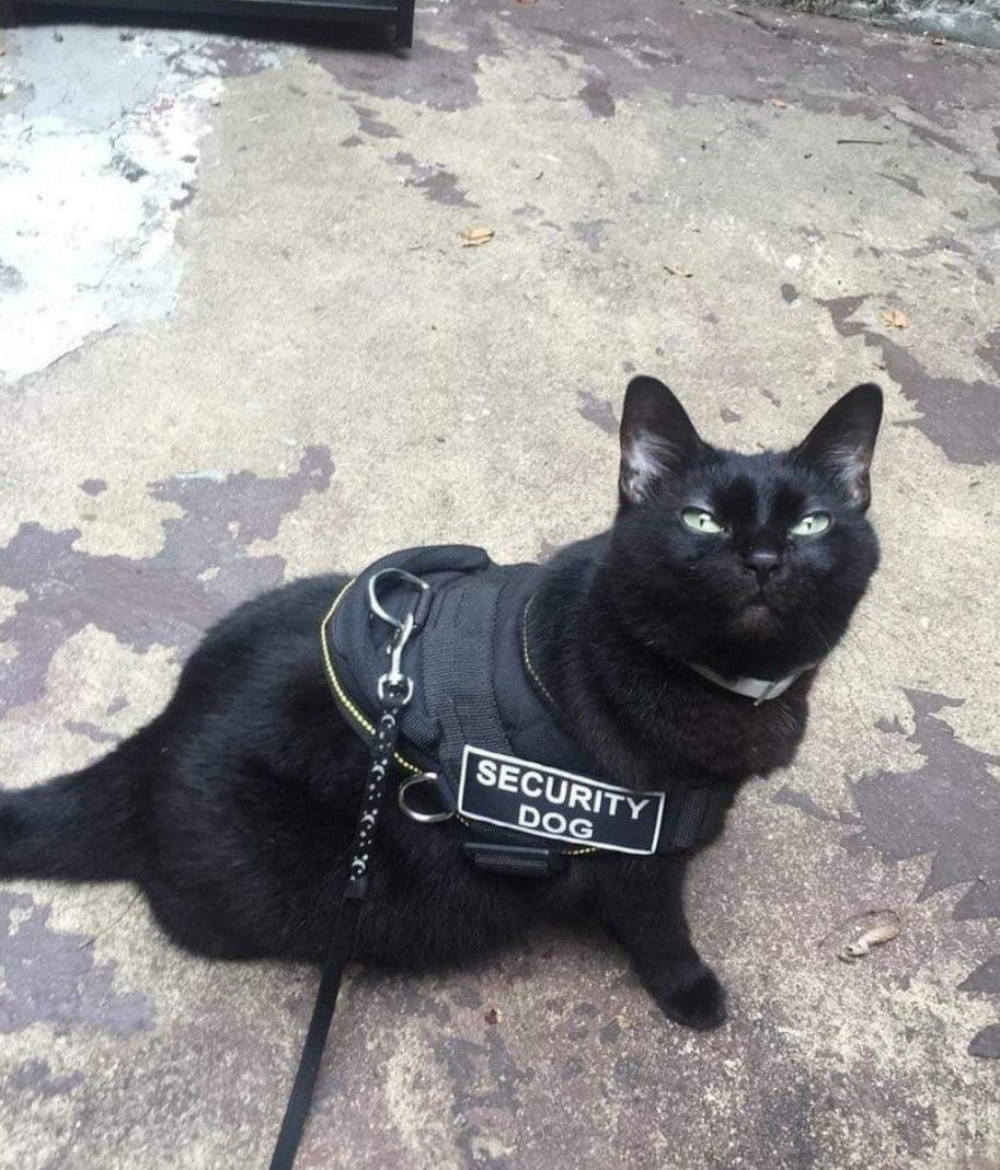Кот охранник прикол