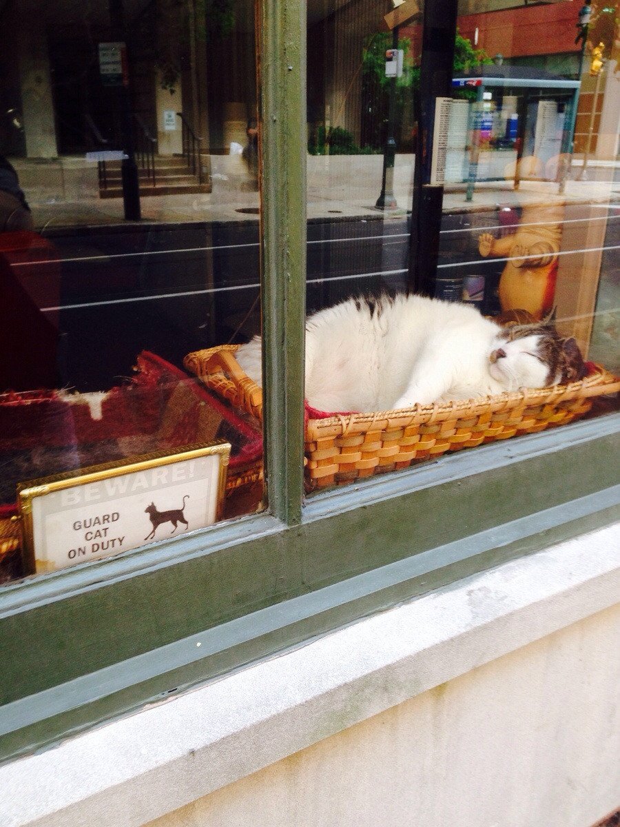 Котик охрана