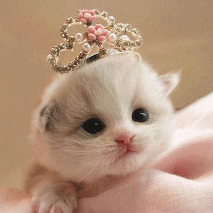 Кошки маленькие красивые