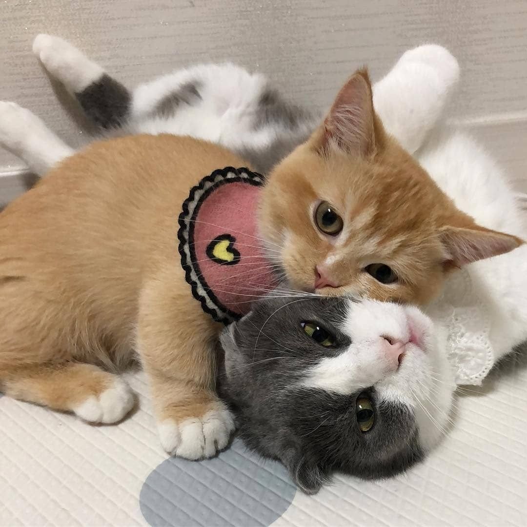 Милые котики парные