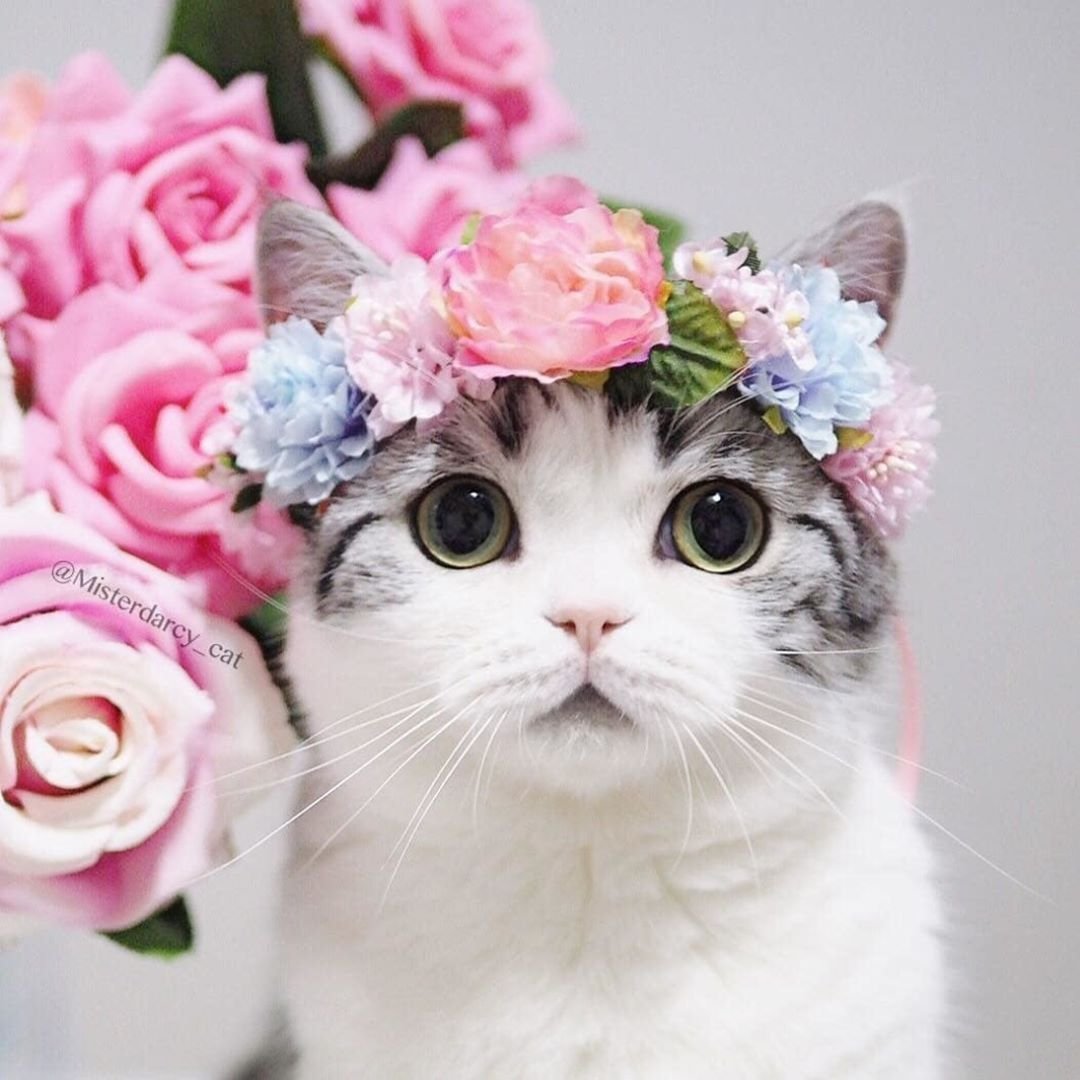 Милые котики