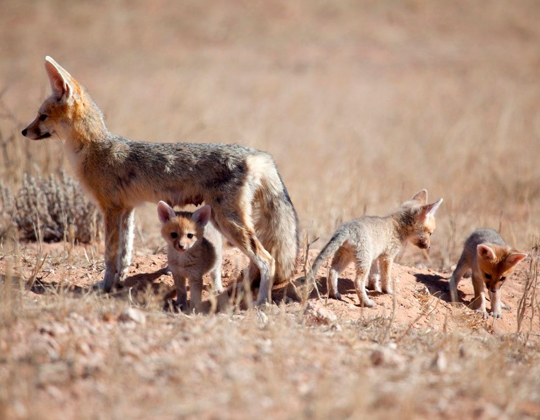 Гиеновидная собака и гиена
