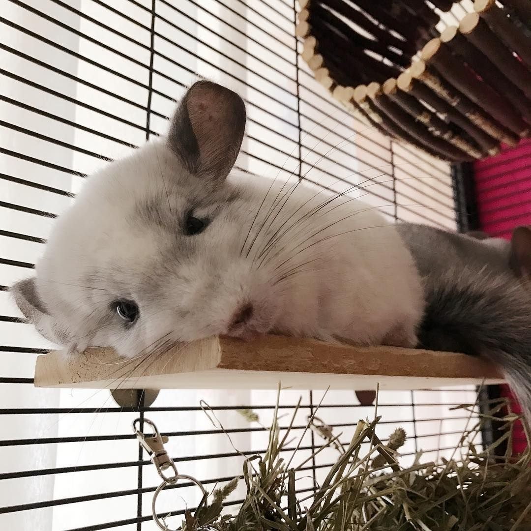 Австралийская шиншилла