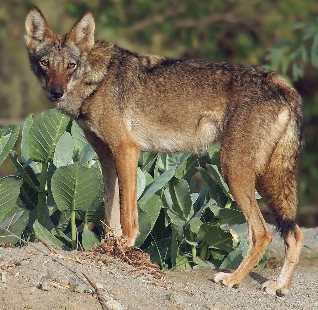 Волк семейство псовых