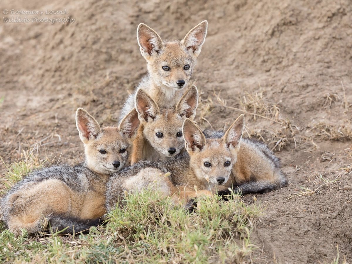 Индийская гиена