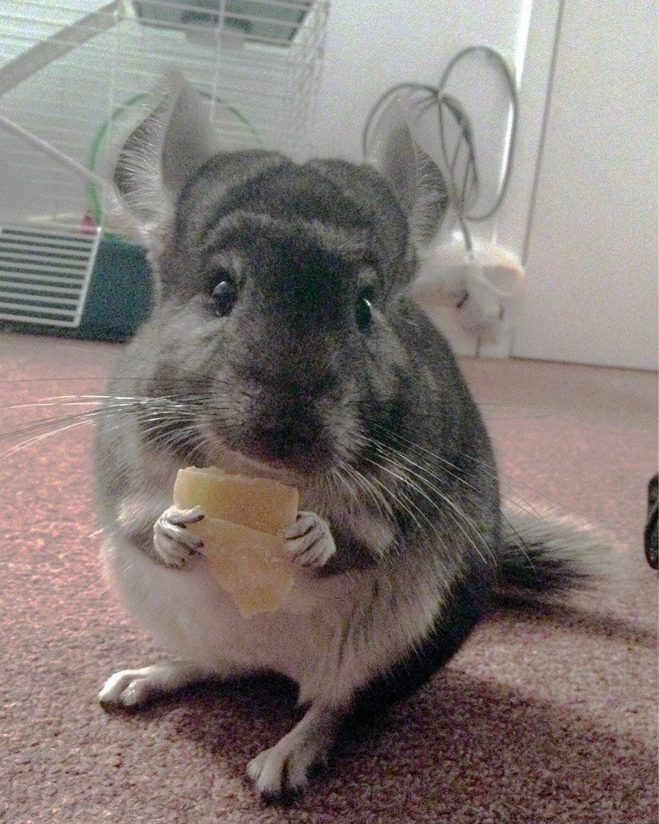 Самка шиншиллы