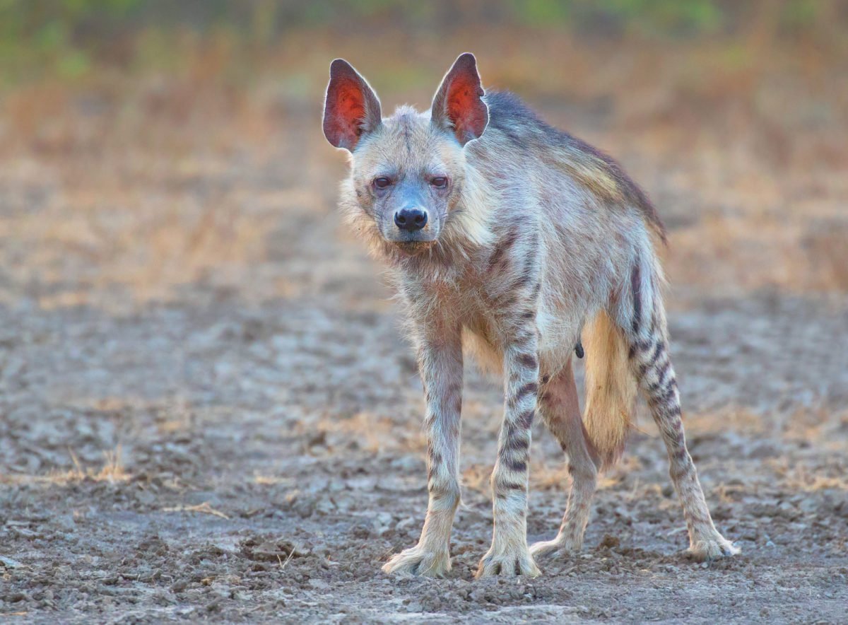 Дикие Лесные собаки