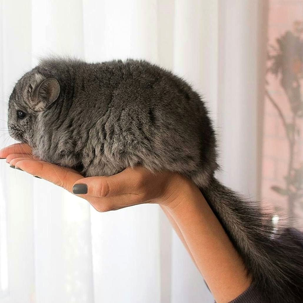 Шиншилла некрасивая