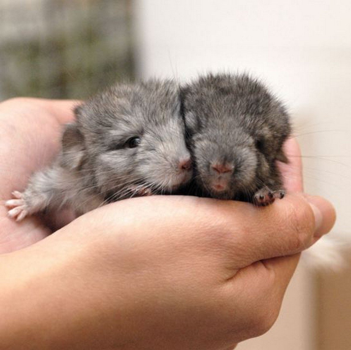 Маленькие шиншилки родившиеся