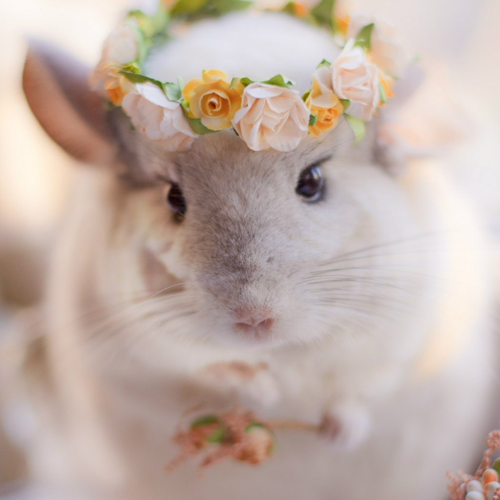 Тату шиншилла маленькая