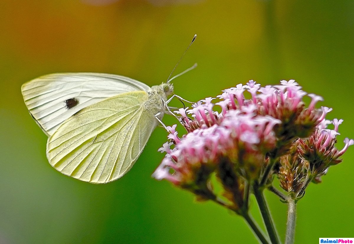 Капустная Белянка отряд
