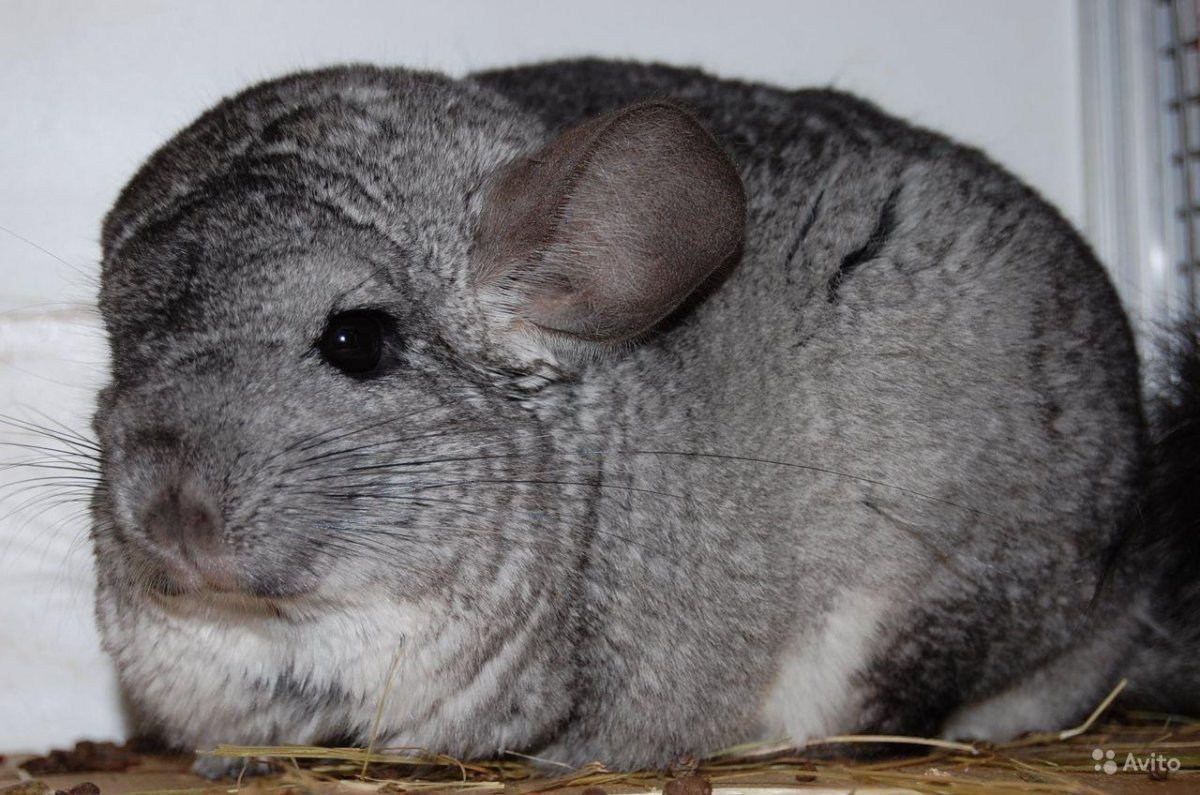 Шиншиллы острова