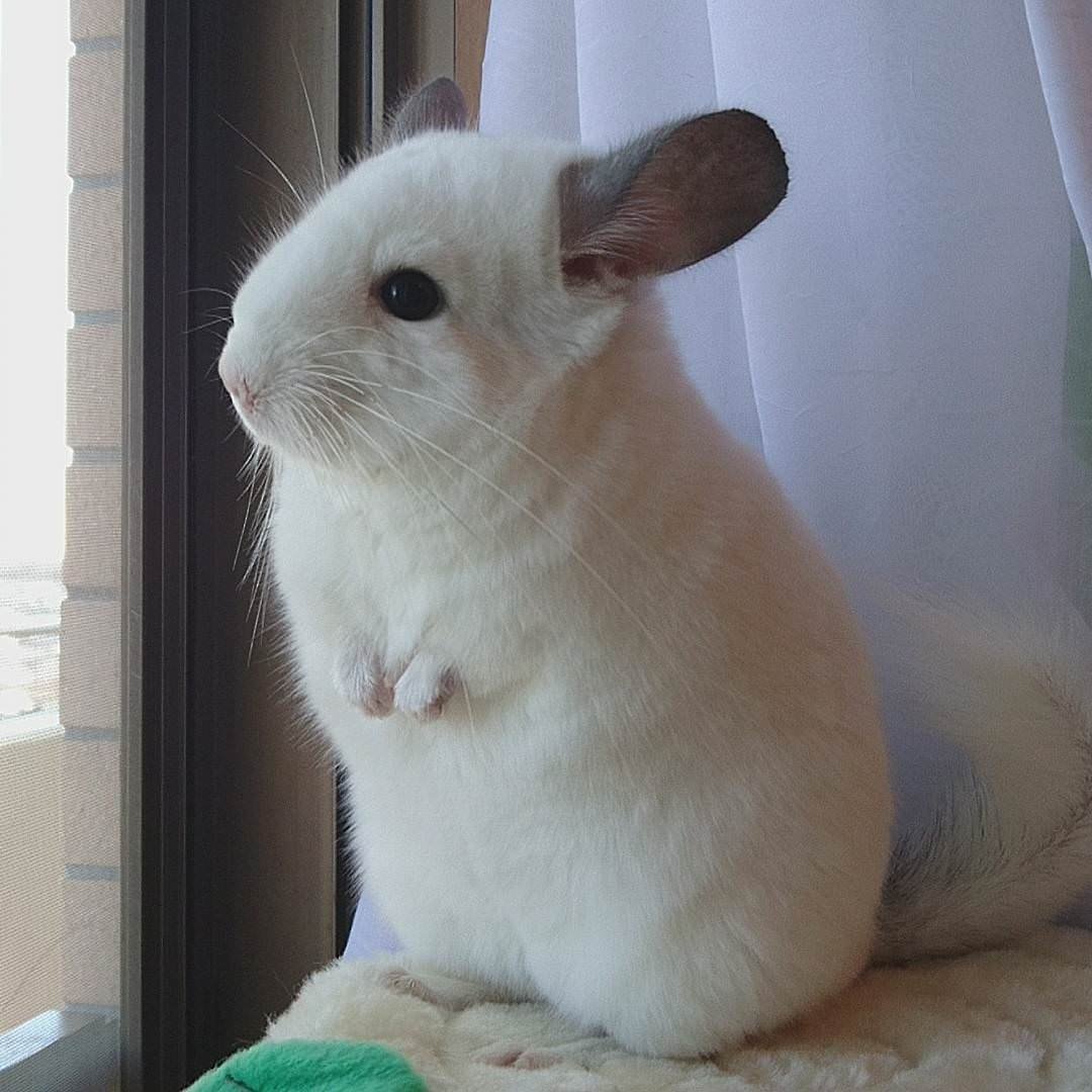 Шиншилла белая