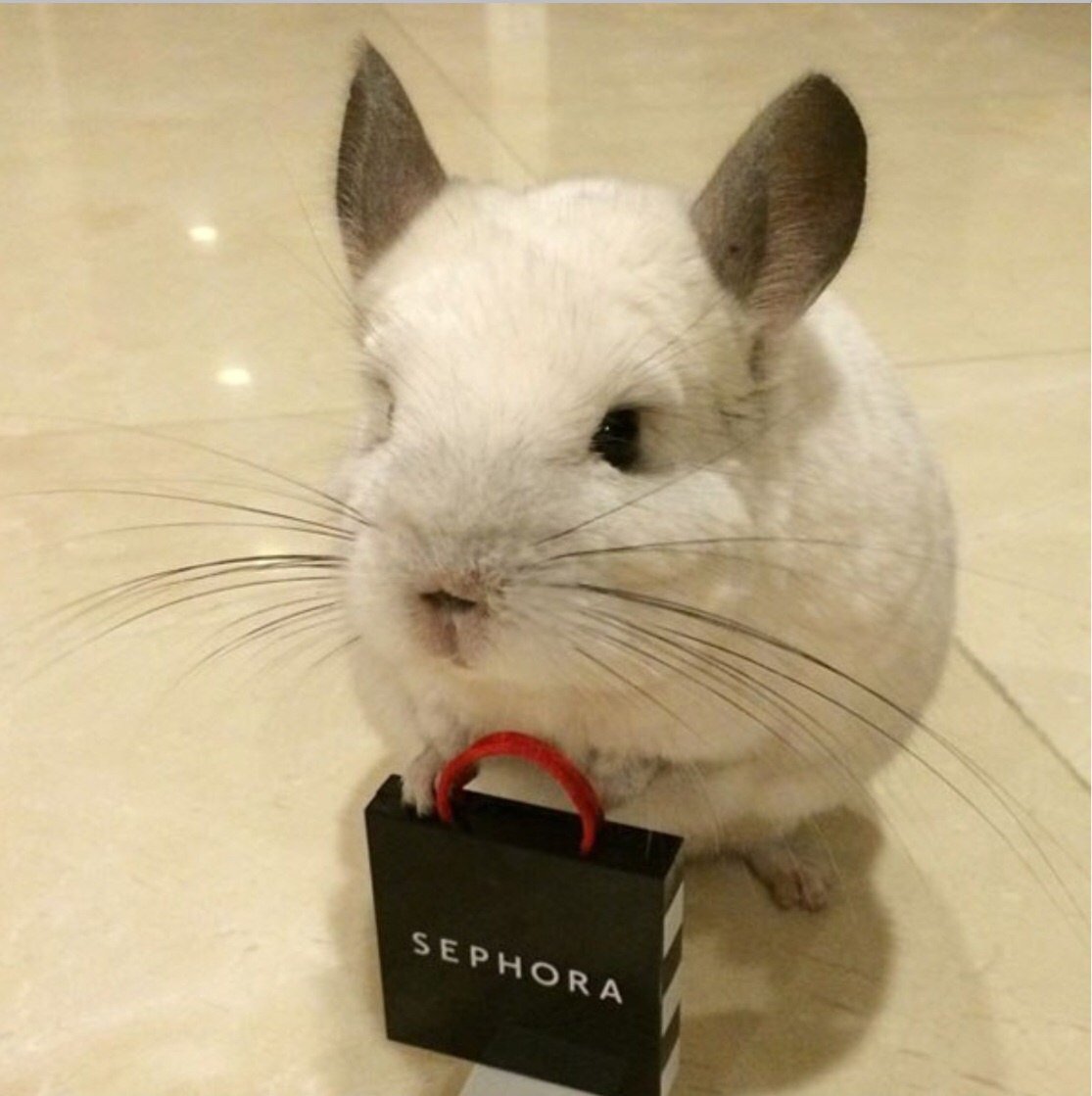 Шиншилла БУБУ