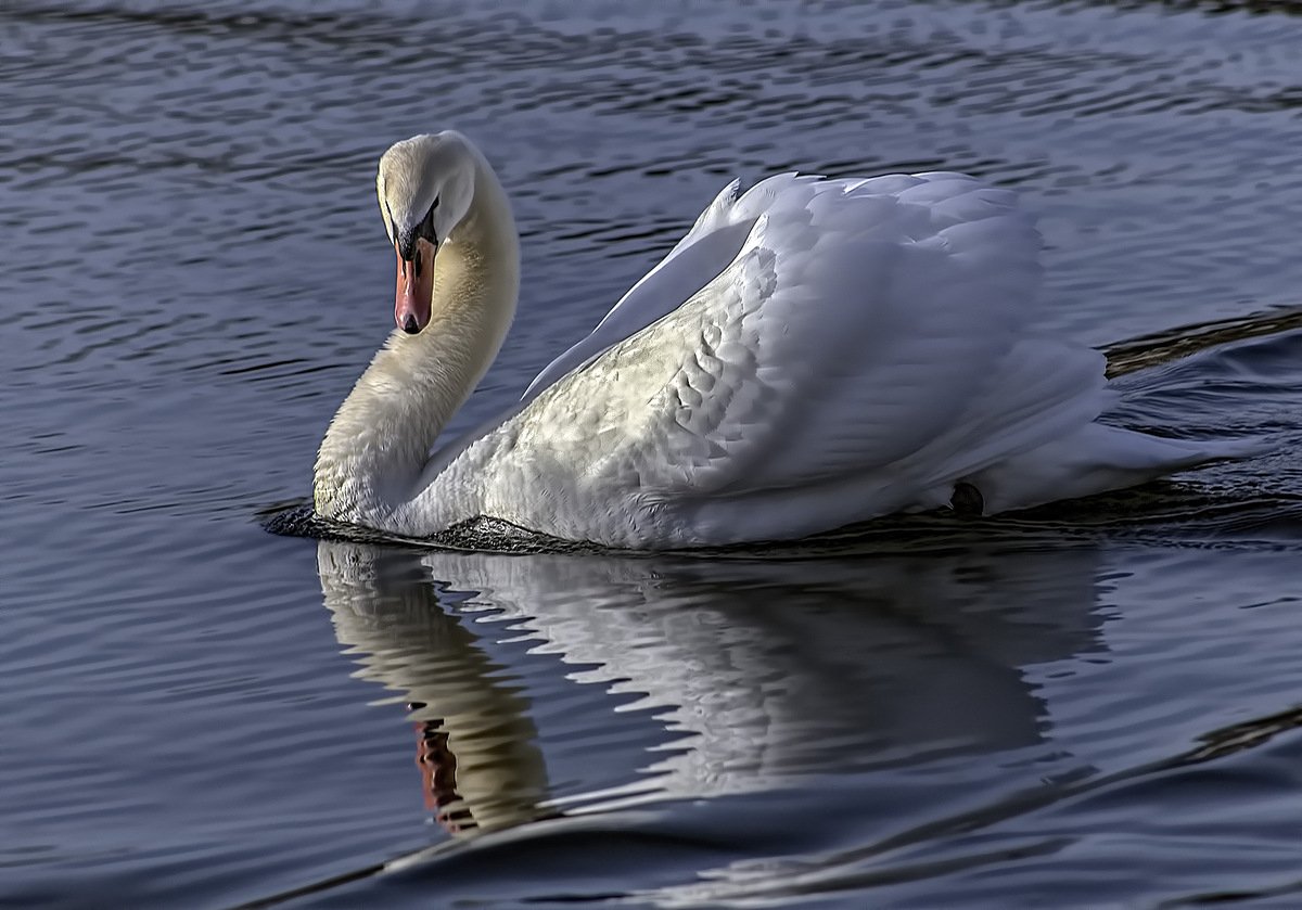 Падальщик Фламинго