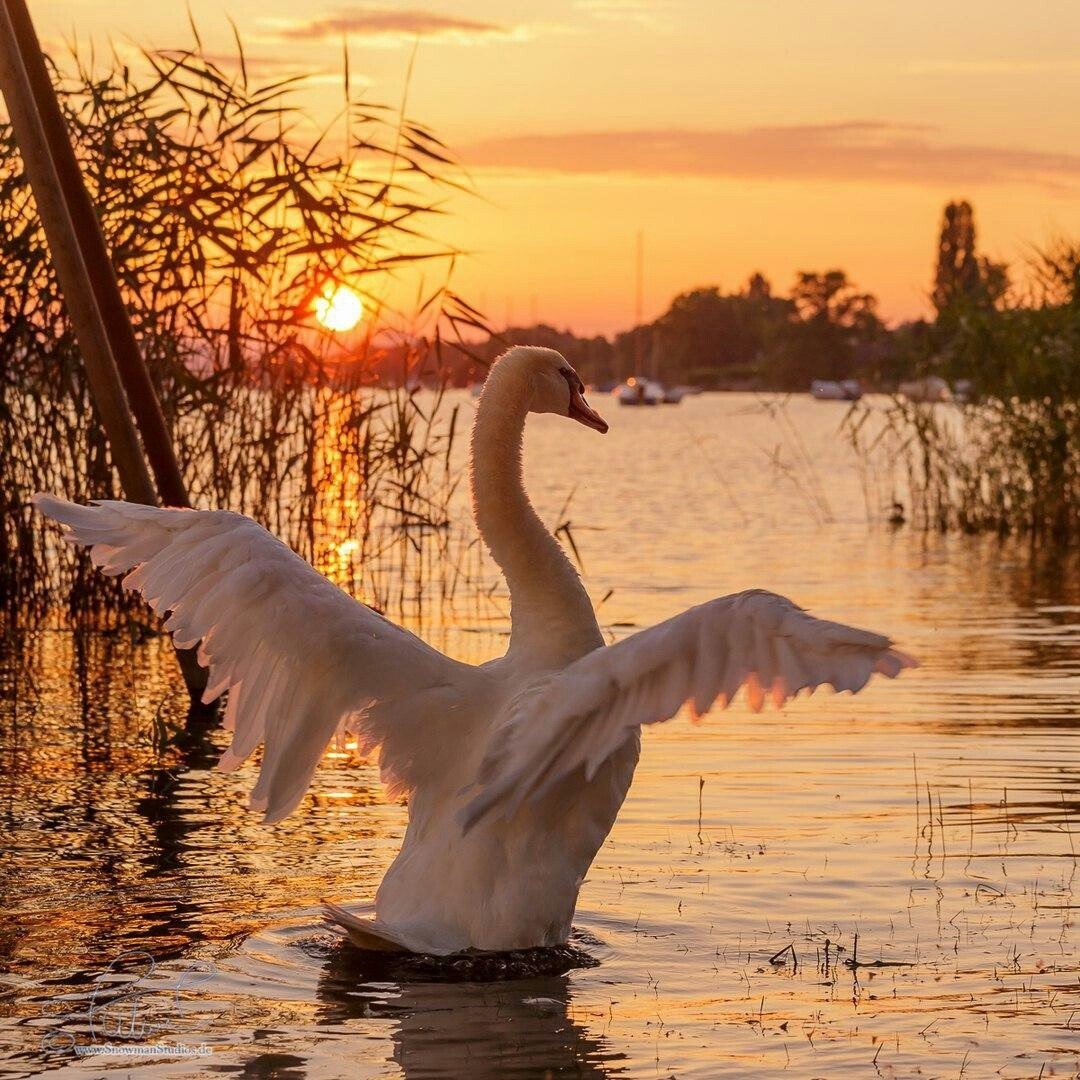 Лебедь с лебедятами